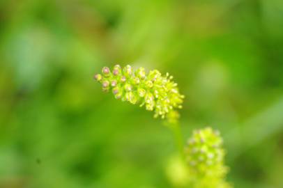 Fotografia da espécie Tofieldia calyculata