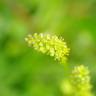 Fotografia 7 da espécie Tofieldia calyculata do Jardim Botânico UTAD