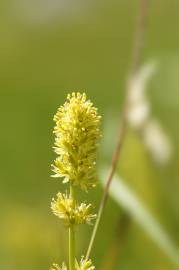 Fotografia da espécie Tofieldia calyculata