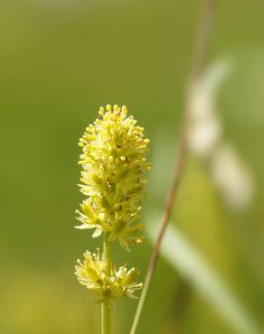 Fotografia 1 da espécie Tofieldia calyculata no Jardim Botânico UTAD