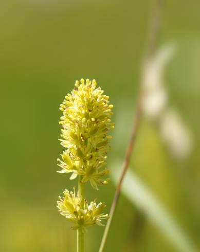 Fotografia de capa Tofieldia calyculata - do Jardim Botânico