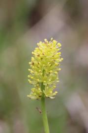 Fotografia da espécie Tofieldia calyculata