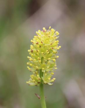 Fotografia 8 da espécie Tofieldia calyculata no Jardim Botânico UTAD