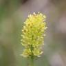 Fotografia 8 da espécie Tofieldia calyculata do Jardim Botânico UTAD