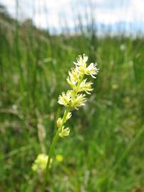 Fotografia da espécie Tofieldia calyculata