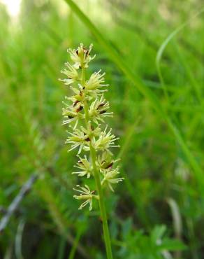 Fotografia 10 da espécie Tofieldia calyculata no Jardim Botânico UTAD