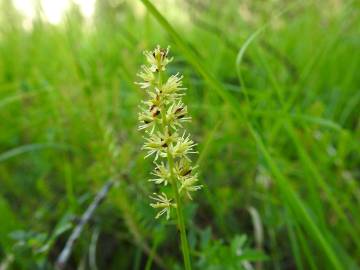 Fotografia da espécie Tofieldia calyculata