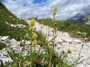 Fotografia da espécie Tofieldia calyculata