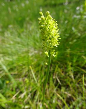 Fotografia 12 da espécie Tofieldia calyculata no Jardim Botânico UTAD