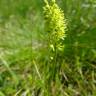 Fotografia 12 da espécie Tofieldia calyculata do Jardim Botânico UTAD