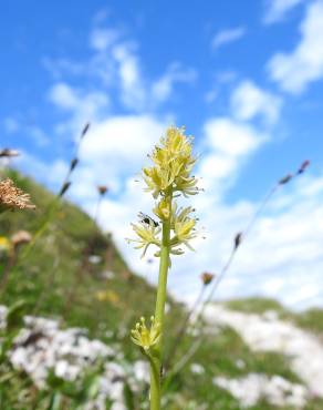 Fotografia 13 da espécie Tofieldia calyculata no Jardim Botânico UTAD