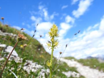 Fotografia da espécie Tofieldia calyculata