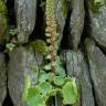 Fotografia 5 da espécie Umbilicus rupestris do Jardim Botânico UTAD