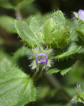 Fotografia 3 da espécie Veronica hederifolia no Jardim Botânico UTAD