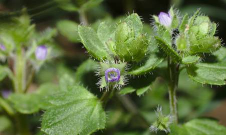 Fotografia da espécie Veronica hederifolia