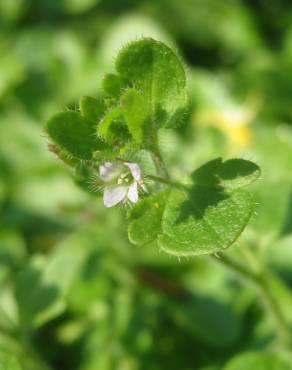 Fotografia 5 da espécie Veronica hederifolia no Jardim Botânico UTAD