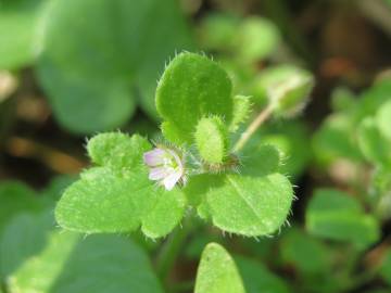 Fotografia da espécie Veronica hederifolia