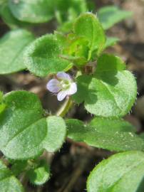 Fotografia da espécie Veronica hederifolia