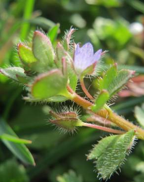 Fotografia 9 da espécie Veronica hederifolia no Jardim Botânico UTAD