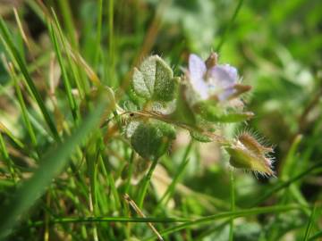 Fotografia da espécie Veronica hederifolia