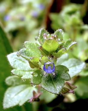 Fotografia 1 da espécie Veronica hederifolia no Jardim Botânico UTAD