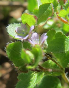 Fotografia 12 da espécie Veronica hederifolia no Jardim Botânico UTAD