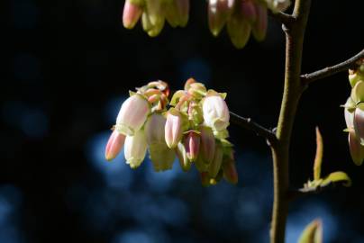 Fotografia da espécie Vaccinium corymbosum