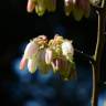 Fotografia 6 da espécie Vaccinium corymbosum do Jardim Botânico UTAD