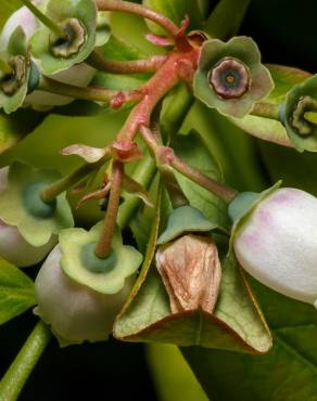 Fotografia 7 da espécie Vaccinium corymbosum no Jardim Botânico UTAD