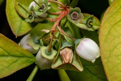 Fotografia da espécie Vaccinium corymbosum