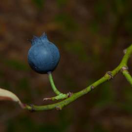 Fotografia da espécie Vaccinium corymbosum