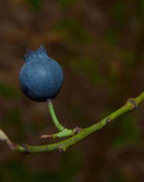 Fotografia 8 da espécie Vaccinium corymbosum no Jardim Botânico UTAD