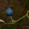 Fotografia 8 da espécie Vaccinium corymbosum do Jardim Botânico UTAD