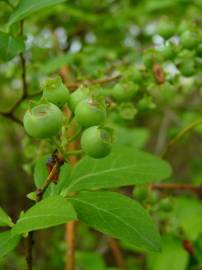 Fotografia da espécie Vaccinium corymbosum