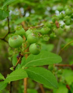 Fotografia 9 da espécie Vaccinium corymbosum no Jardim Botânico UTAD