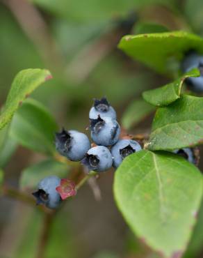 Fotografia 10 da espécie Vaccinium corymbosum no Jardim Botânico UTAD