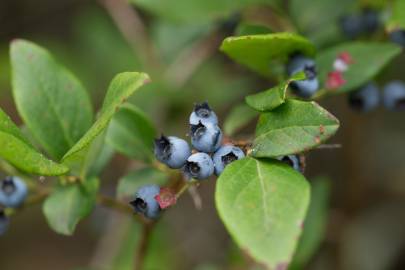 Fotografia da espécie Vaccinium corymbosum