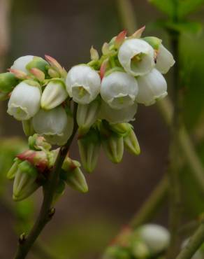 Fotografia 11 da espécie Vaccinium corymbosum no Jardim Botânico UTAD