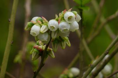 Fotografia da espécie Vaccinium corymbosum