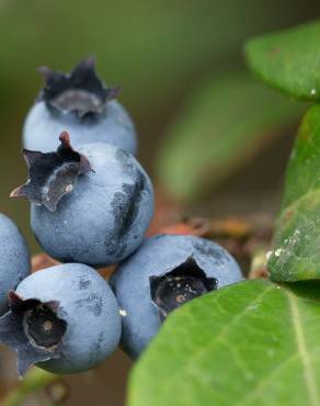 Fotografia 1 da espécie Vaccinium corymbosum no Jardim Botânico UTAD