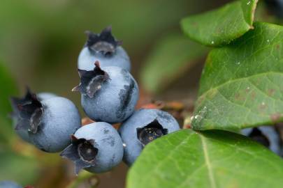 Fotografia da espécie Vaccinium corymbosum