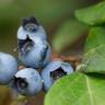 Fotografia 1 da espécie Vaccinium corymbosum do Jardim Botânico UTAD