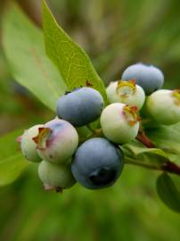 Fotografia da espécie Vaccinium corymbosum