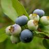 Fotografia 12 da espécie Vaccinium corymbosum do Jardim Botânico UTAD