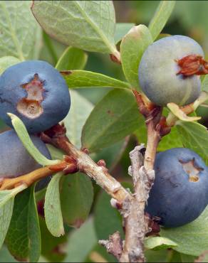 Fotografia 1 da espécie Vaccinium myrtillus no Jardim Botânico UTAD