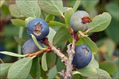 Fotografia da espécie Vaccinium myrtillus