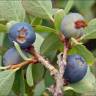 Fotografia 1 da espécie Vaccinium myrtillus do Jardim Botânico UTAD