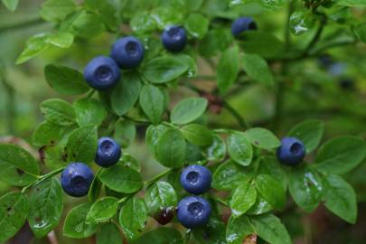 Fotografia da espécie Vaccinium myrtillus