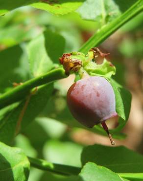 Fotografia 6 da espécie Vaccinium myrtillus no Jardim Botânico UTAD