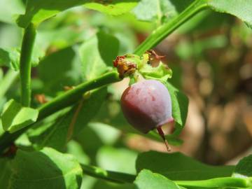 Fotografia da espécie Vaccinium myrtillus